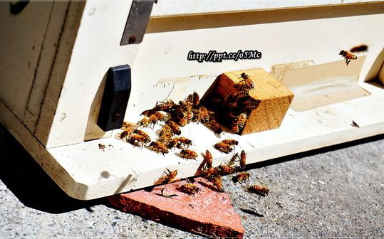 「宏基蜜蜂生態農場」Blog遊記的精采圖片