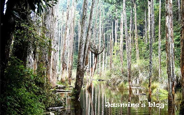 「忘憂森林」Blog遊記的精采圖片
